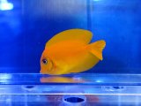画像: クログチニザイエロー