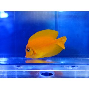 デルフィス 純水器RW5.0 - 海水魚ショップ ナチュラル