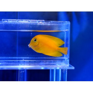 画像: クログチニザイエロー