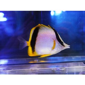 画像: マルセラバタフライフィッシュ