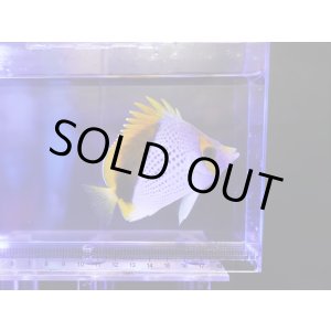 画像: 【特価】マルケサンバタフライフィッシュ