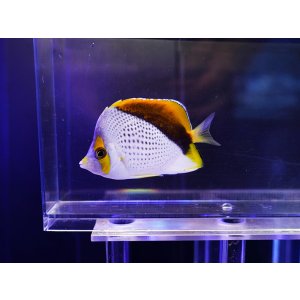 画像: マルケサンバタフライフィッシュ