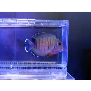 画像: ミミックタン エイブリータイプ