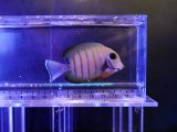 画像: ミミックタン エイブリータイプ