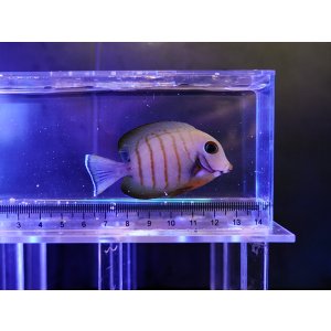 画像: ミミックタン エイブリータイプ