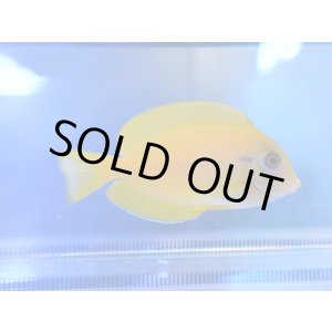 画像: モンツキハギS