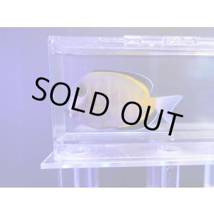 画像: ナミダクロハギ