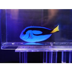 画像: ナンヨウハギM