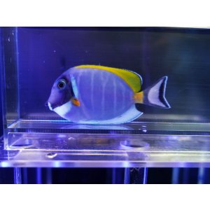 画像: パウダーブルータン