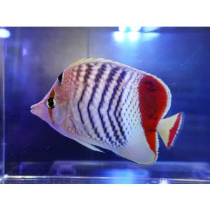 画像: レッドバックバタフライフィッシュ