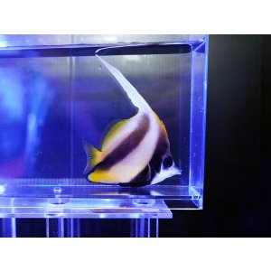 画像: レッドシーバナーフィッシュ