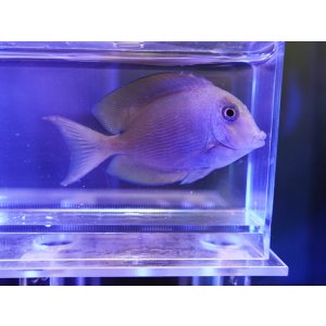 画像: サザナミハギ