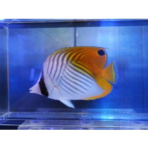 画像: トゲチョウML