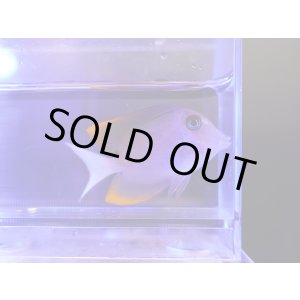 画像: トミニエンシスタン