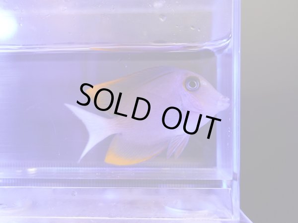 画像1: トミニエンシスタン