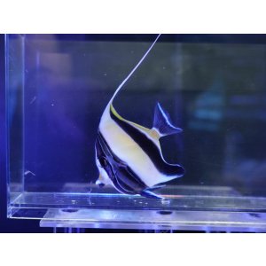 画像: ツノダシ