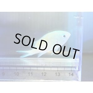 画像: デバスズメダイ（沖縄）