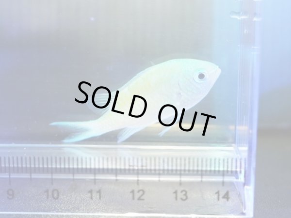 画像1: デバスズメダイ（沖縄）