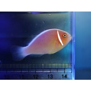 画像: ハナビラクマノミ