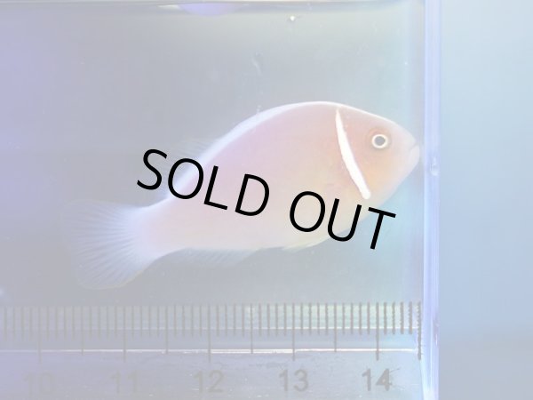 画像1: ハナビラクマノミ