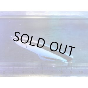 画像: ホンソメワケベラ