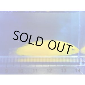 画像: イエローコリス（コガネキュウセン）