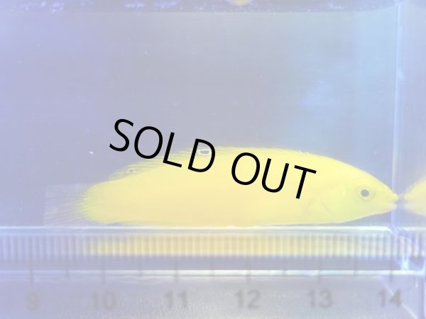 画像1: イエローコリス（コガネキュウセン）