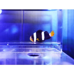 画像: クマノミ（インド洋タイプ）ブラック