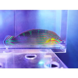 画像: カザリキュウセン
