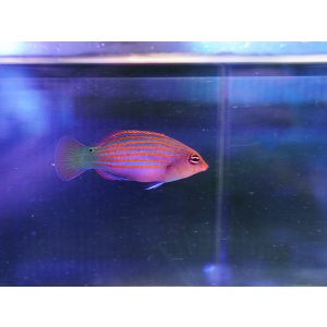 画像: ニセモチノウオ
