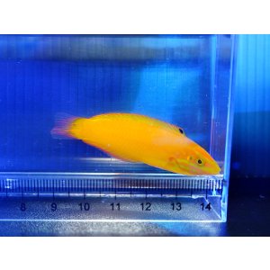 画像: イエローコリス（コガネキュウセン）