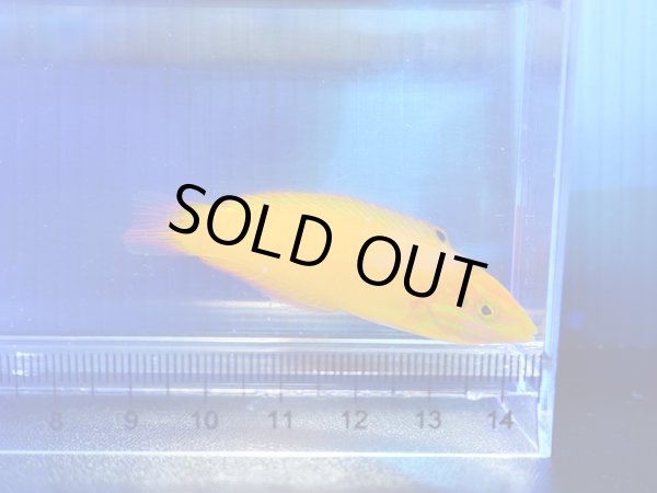 画像2: イエローコリス（コガネキュウセン）