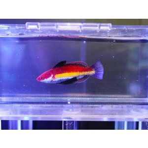 画像: ナオコズフェアリーラス