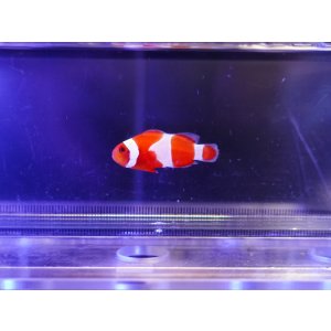 画像: アルビノタンジェリンオセラリス（Proaquatixブリード）01