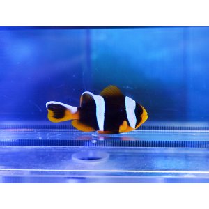 画像: アラルズクラウンフィッシュ