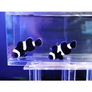 画像: フルブラックオセラリスペア