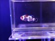 画像2: ブラックダヴィンチオセラリス（Proaquatixブリード）01