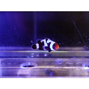 画像: ブラックダヴィンチオセラリス（Proaquatixブリード）02