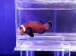 画像2: ブラックミスバーオセラリス（Proaquatixブリード）
