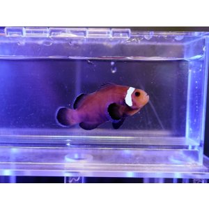 画像: ブラックミスバーオセラリス（Proaquatixブリード）
