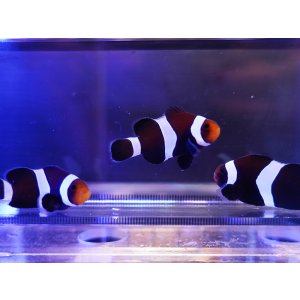 画像: ブラックオセラリス（カミハタブリード）