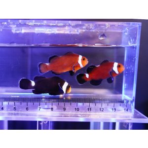 画像: ブラックオセラリス（カミハタブリード）イレギュラーバンド