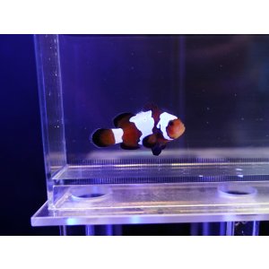 画像: ブラックスノーフレークオセラリス（カミハタブリード）01