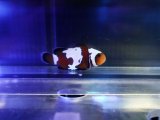 画像: ブラックスノーフレークオセラリス（カミハタブリード）03