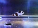 画像: ブラックストームオセラリス（台湾ブリード）02