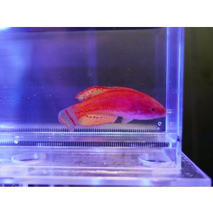 画像: カーペンターズラス