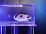 画像: コラゾンダムセル（マダガスカル）