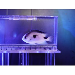 画像: コラゾンダムセル（マダガスカル）