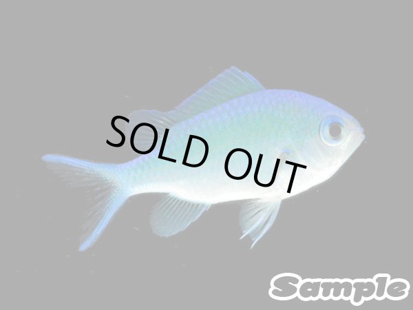 画像2: デバスズメダイ（沖縄）