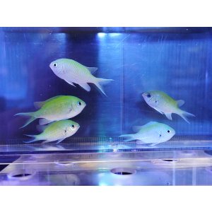 画像: 【特価】デバスズメダイ（沖縄）5匹セット